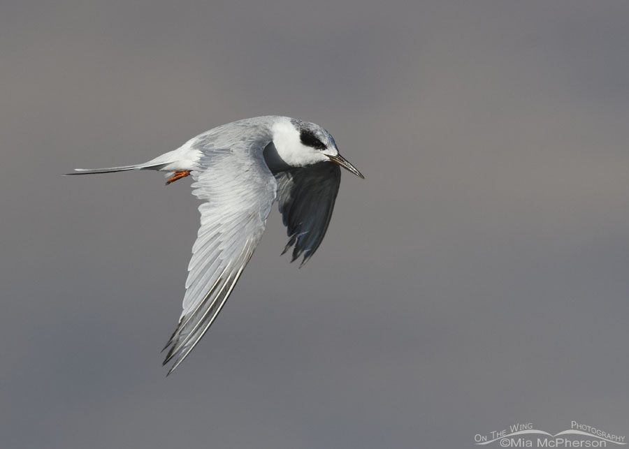 Autumn Forster's Tern in flight over a marsh, Bear River Migratory Bird Refuge, Box Elder County, Utah