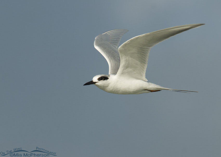 Forster's Tern in flight over the Gulf, Fort De Soto County Park, Pinellas County, Florida