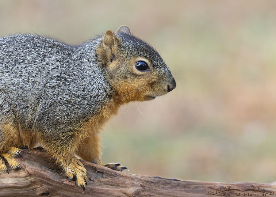 Fall Fox Squirrel close up, Sebastian County, Arkansas