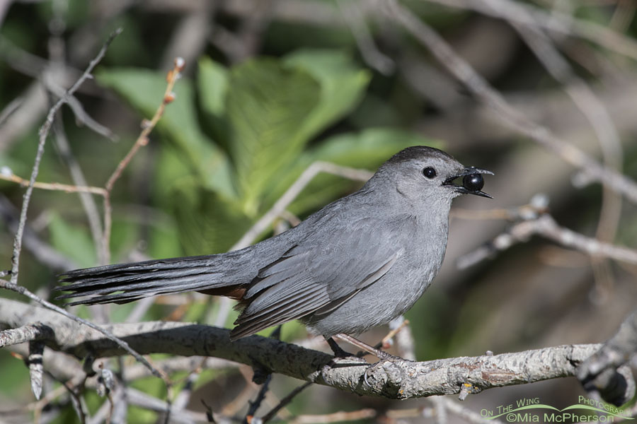 Adult Gray Catbird with a berry in its bill, Wasatch Mountains, Summit County, Utah