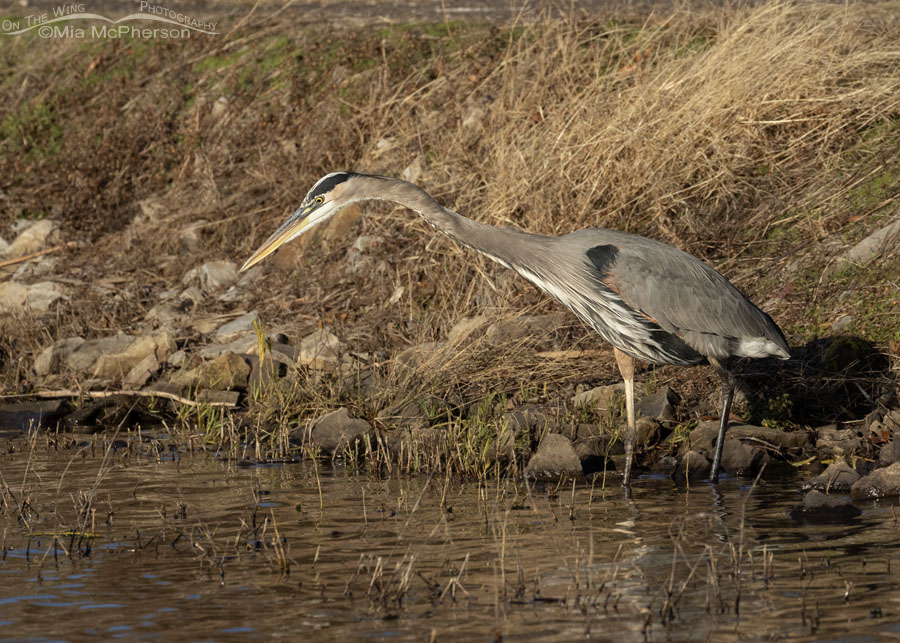 Adult Great Blue Heron foraging at Charleston Lake, Charleston Lake Park, Franklin County, Arkansas