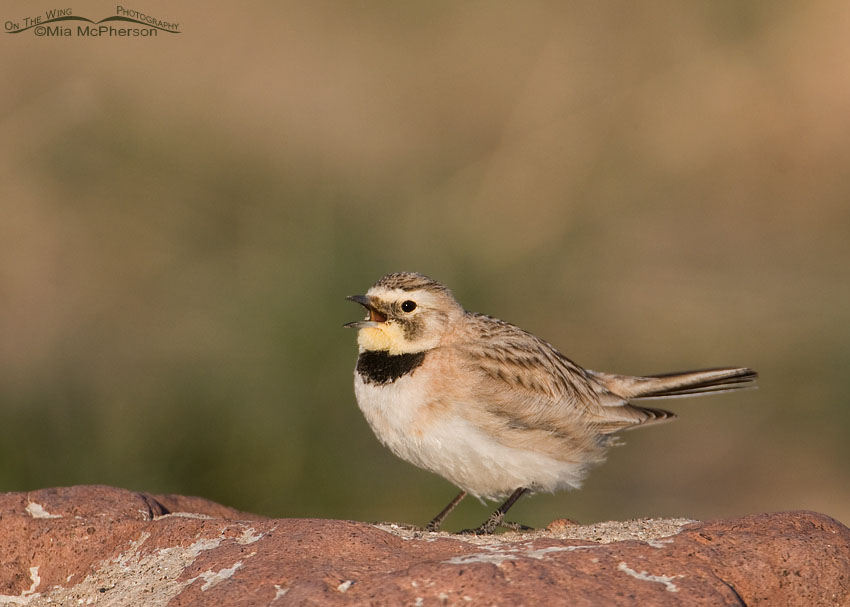 Singing female Horned Lark in Tooele County, Utah.