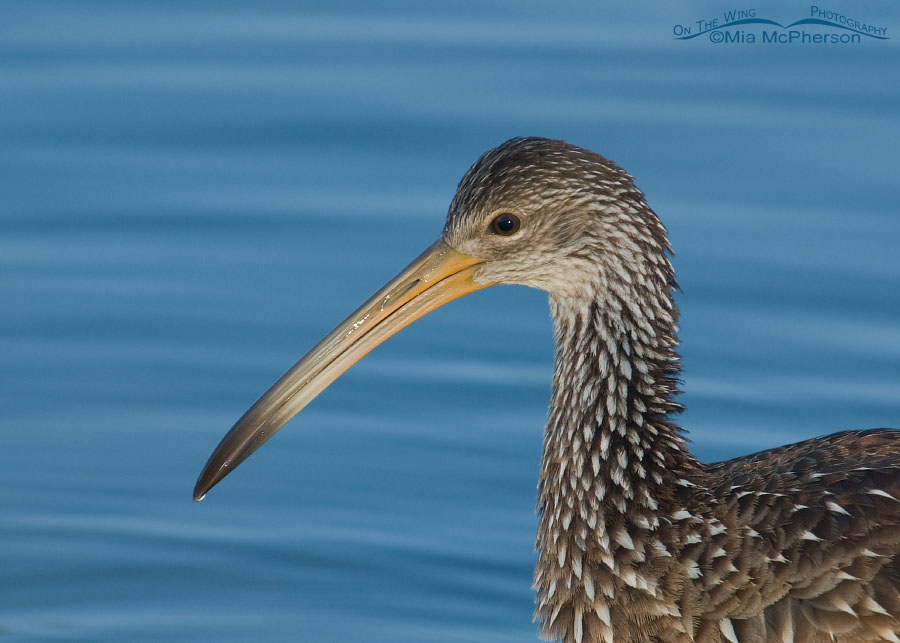 Limpkin portrait in early morning light, Lake Seminole Park, Pinellas County, Florida