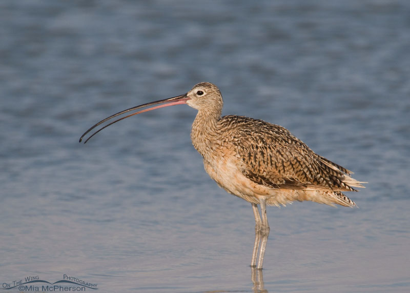 Female Long-billed Curlew with her bill open, Fort De Soto County Park, Pinellas County, Florida