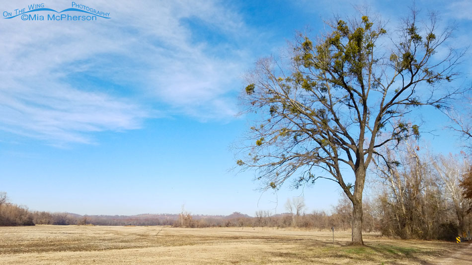 Tree covered with American Mistletoe, Sequoyah National Wildlife Refuge, Oklahoma