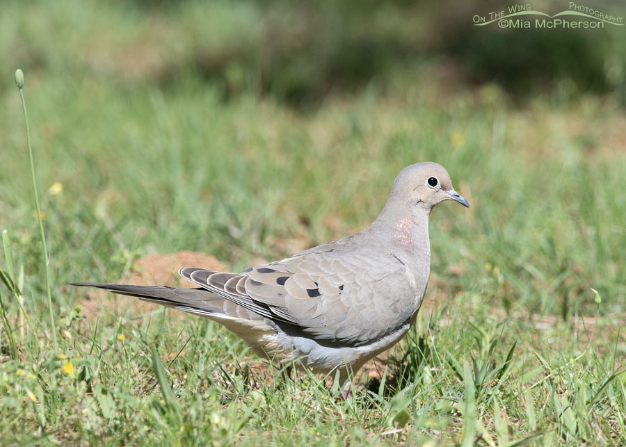 Mourning Dove walking through grass in Arkansas, Sebastian County