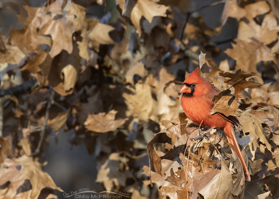 Winter adult male Northern Cardinal in an oak tree, Sebastian County, Arkansas