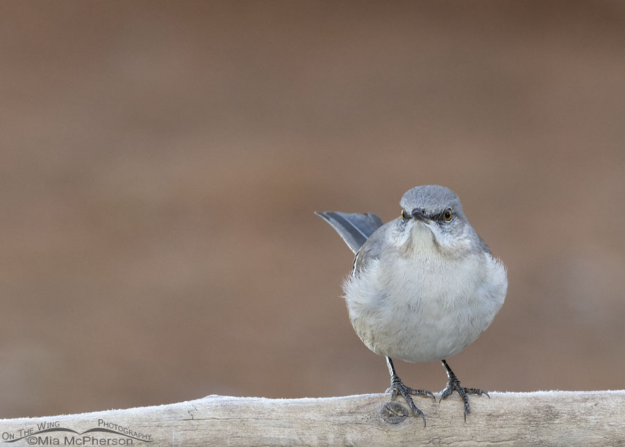 Staring Northern Mockingbird at a feeder, Sebastian County, Arkansas