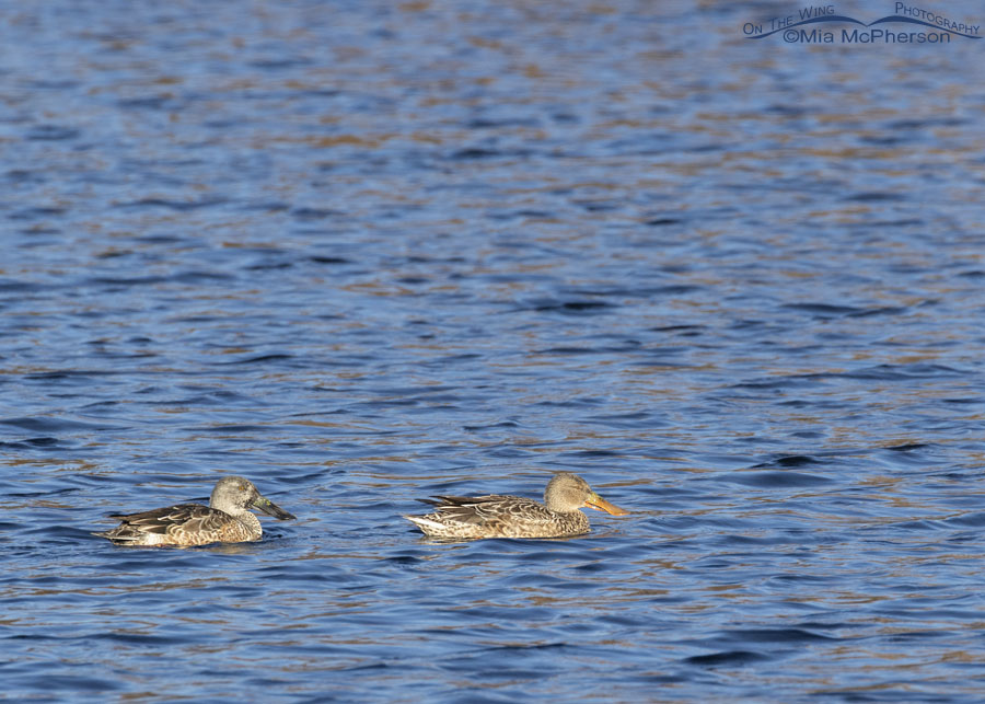 Hen and drake Northern Shovelers at Sequoyah NWR, Sequoyah National Wildlife Refuge, Oklahoma