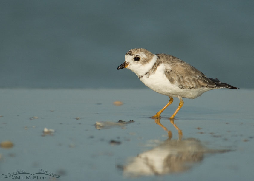 Piping Plover on the shore of the Gulf of Mexico, Fort De Soto County Park, Pinellas County, Florida