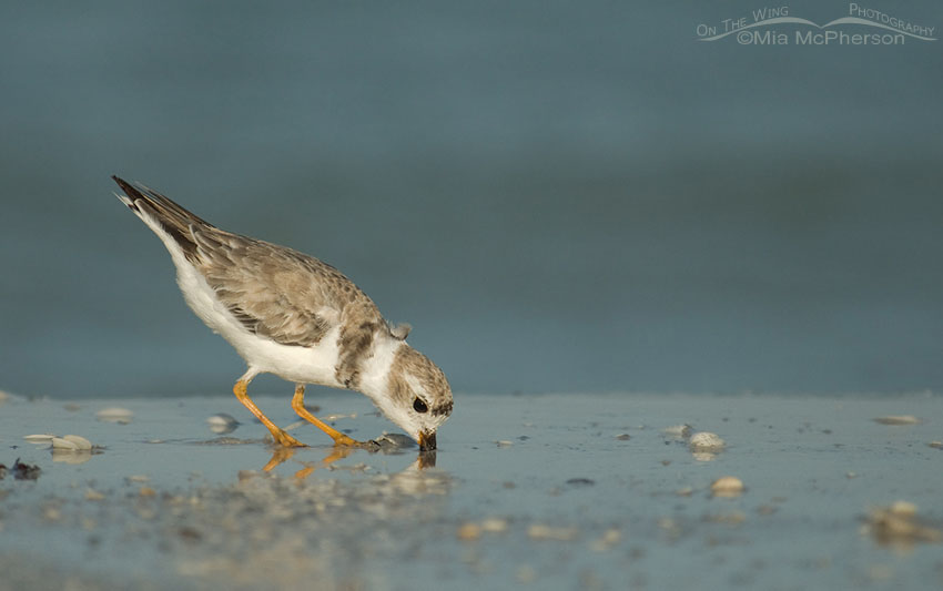 Foraging Piping Plover at the shore of the Gulf of Mexico. Fort De Soto County Park, Pinellas County, Florida