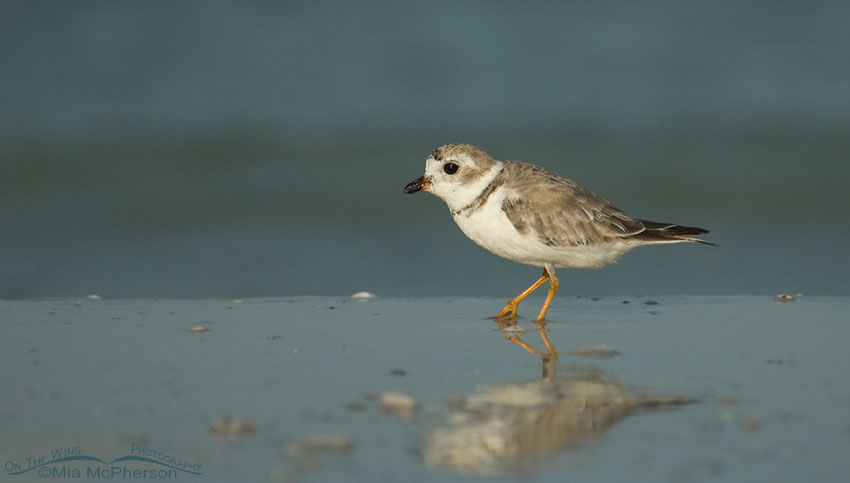 Piping Plover and reflection, Fort De Soto County Park, Pinellas County, Florida