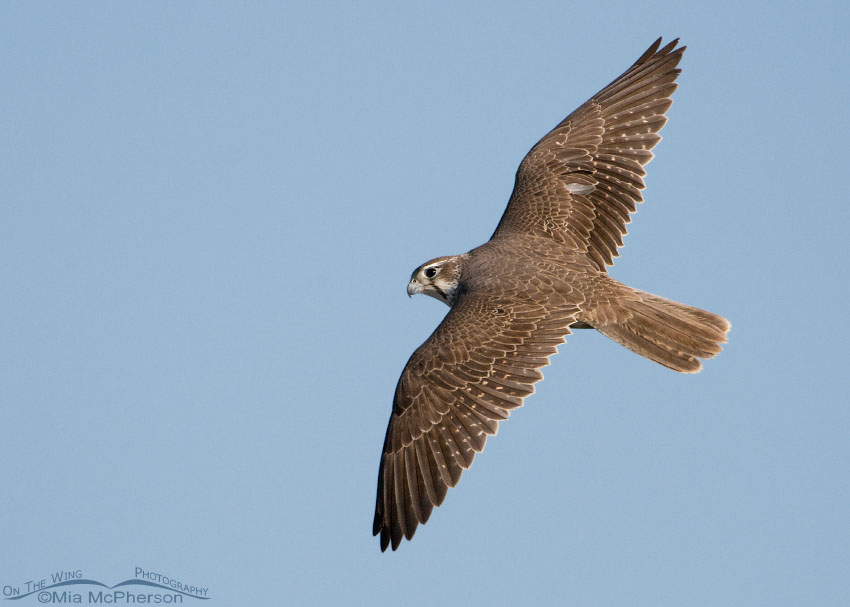 Dorsal view of a Prairie Falcon in flight, Antelope Island State Park, Davis County, Utah