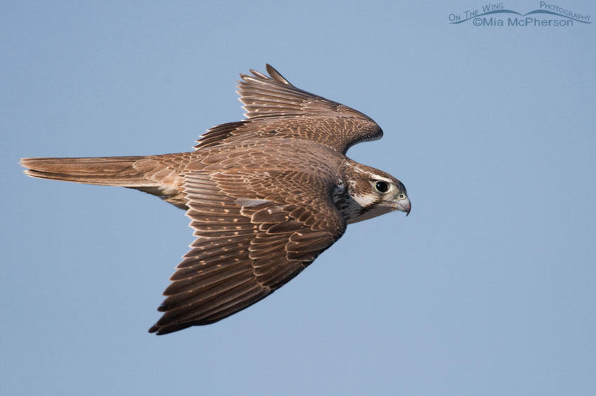 Full frame flight image of a Prairie Falcon, Antelope Island State Park, Davis County, Utah