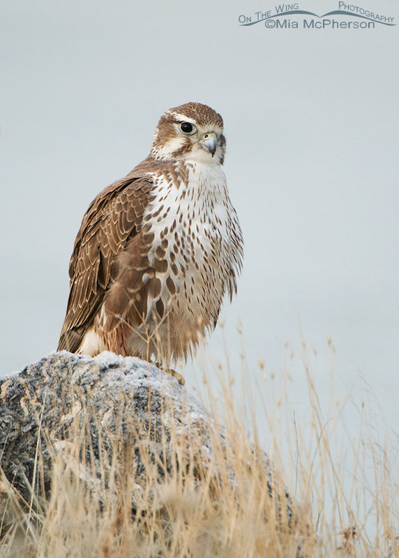 Young Prairie Falcon on the shore of the Great Salt Lake, Antelope Island State Park, Davis County, Utah