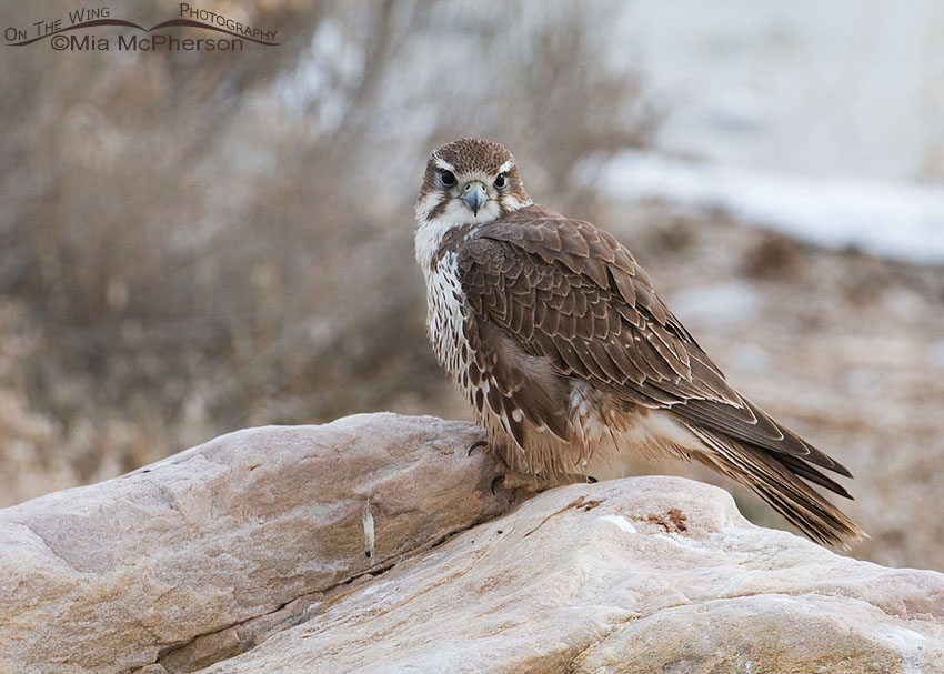 Prairie Falcon on a cold Utah morning next to the causeway, Antelope Island State Park, Davis County, Utah