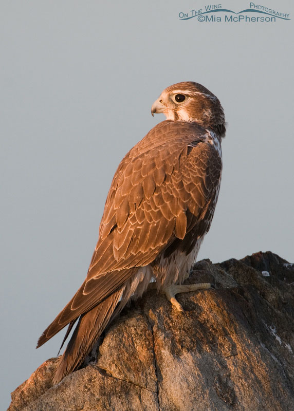 Prairie Falcon in early morning light, Antelope Island State Park, Davis County, Utah