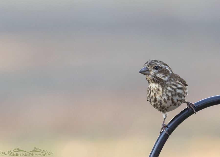 Female Purple Finch at the feeder, Sebastian County, Arkansas