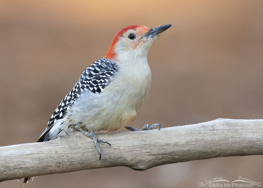 Male Red-bellied Woodpecker on the first day of winter, Sebastian County, Arkansas