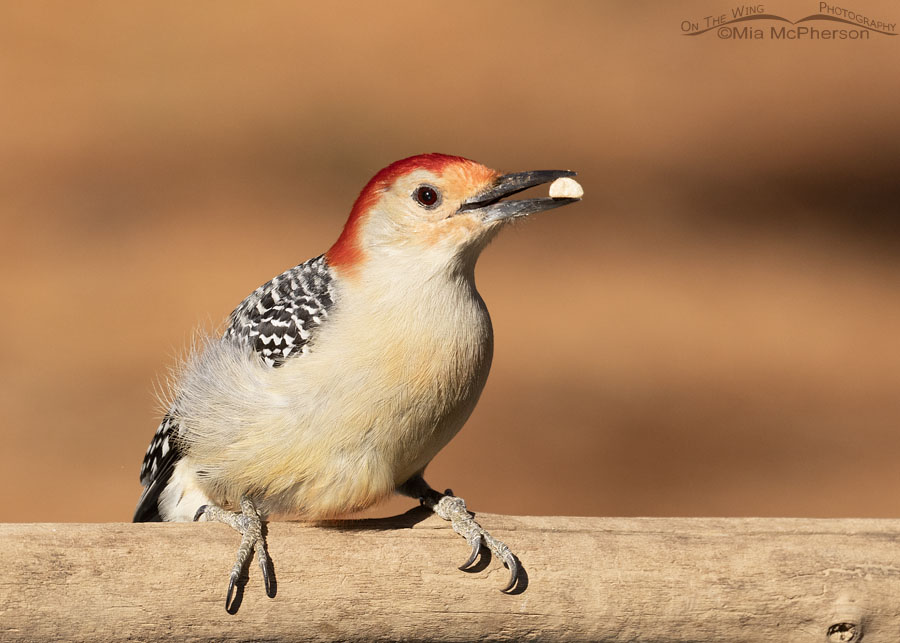 Male Red-bellied Woodpecker with a peanut, Sebastian County, Arkansas