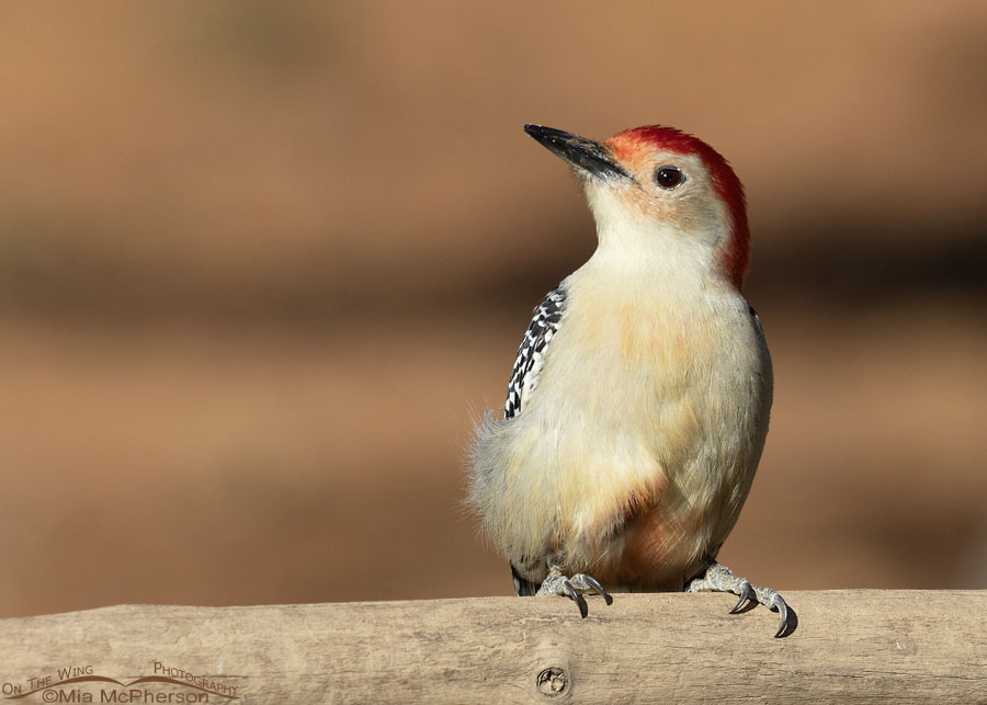 Winter Red-bellied Woodpecker male, Sebastian County, Arkansas