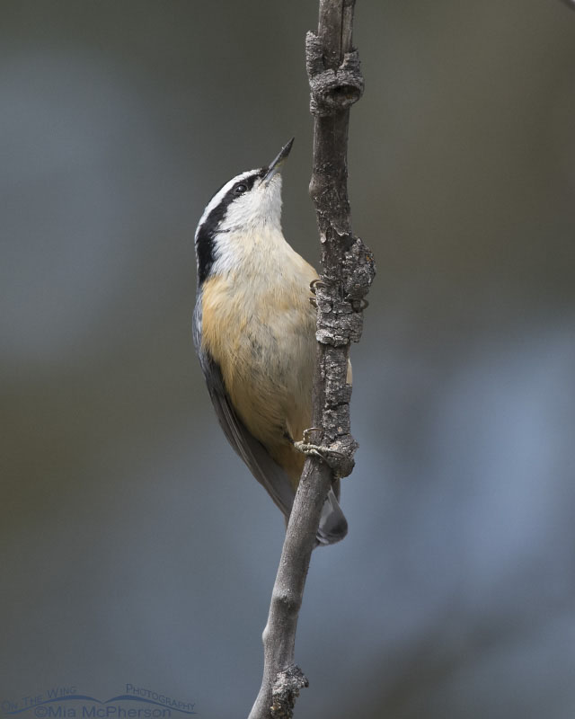 Red-breasted Nuthatch in the Targhee National Forest, Clark County, Idaho