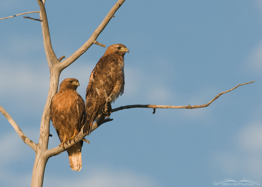 Pair of adult Red-tailed Hawks on a dead Aspen, Centennial Valley, Beaverhead County, Montana