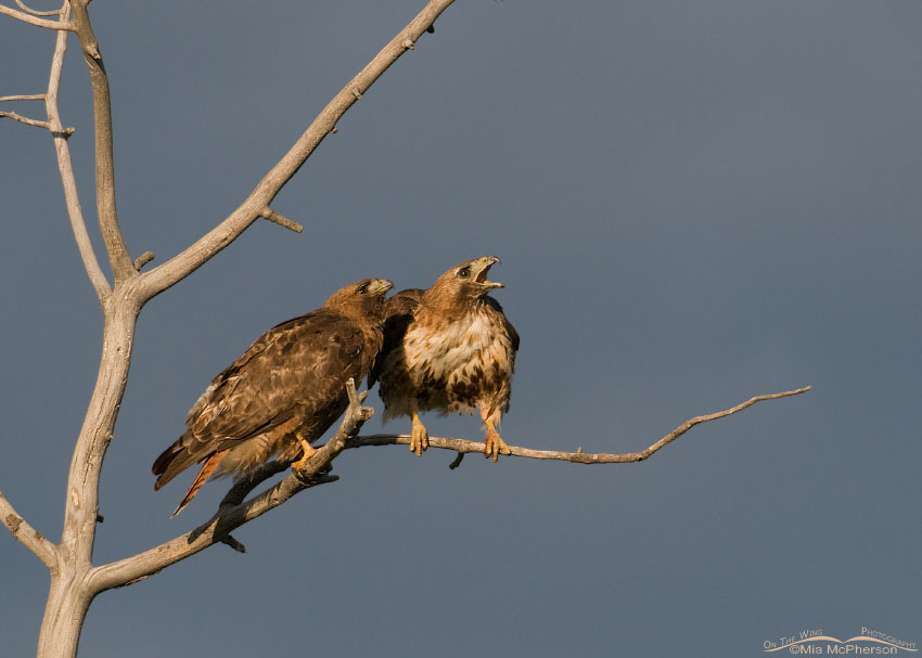 Pair of adult Red-tailed Hawks alarmed at something in the sky, Centennial Valley, Beaverhead County, Montana