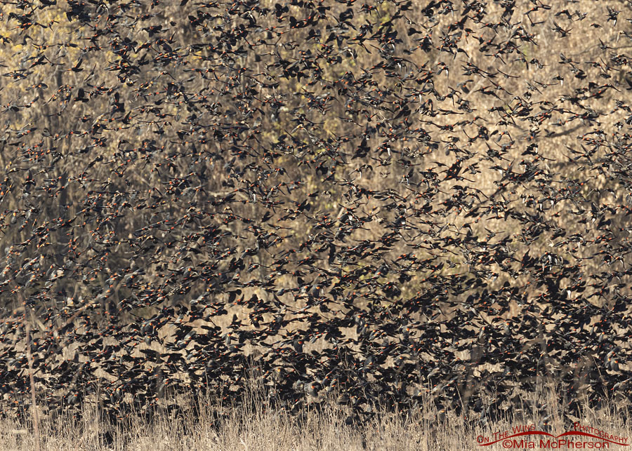 Red-winged Blackbird murmuration, Sequoyah National Wildlife Refuge, Oklahoma