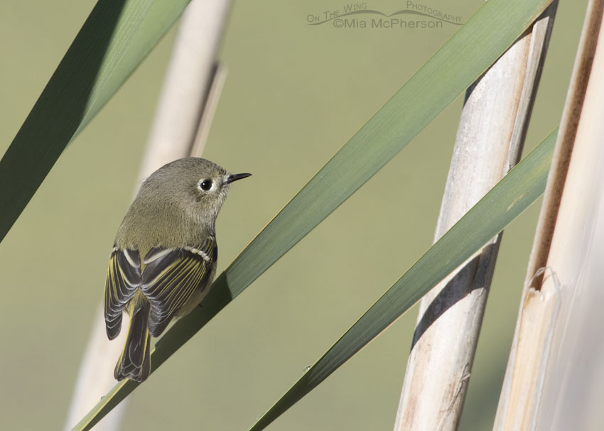 Ruby-crowned Kinglet in Cattails, Farmington Bay WMA, Davis County, Utah