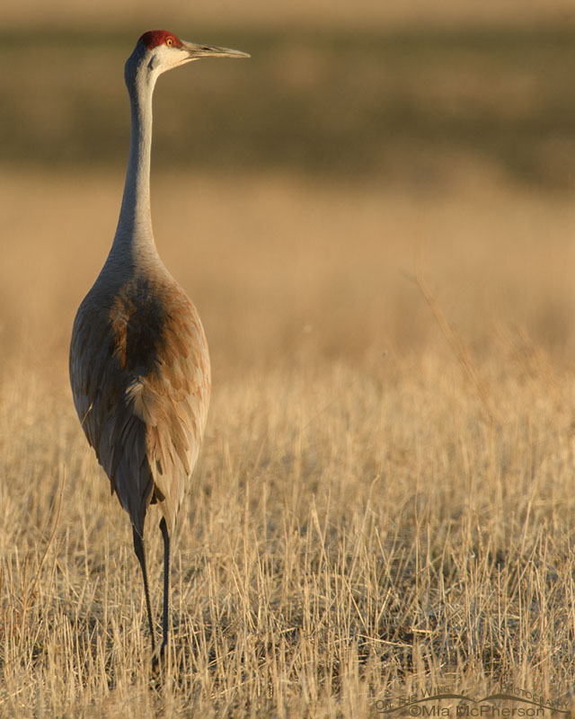 Side lit Sandhill Crane, Box Elder County, Utah