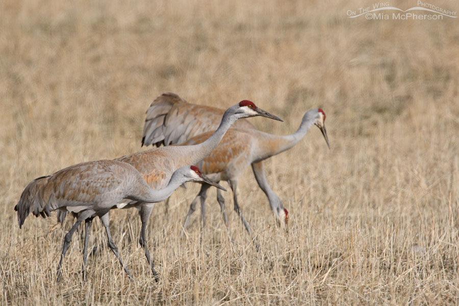 Foraging Sandhill Cranes in a farmer's field, Box Elder County, Utah