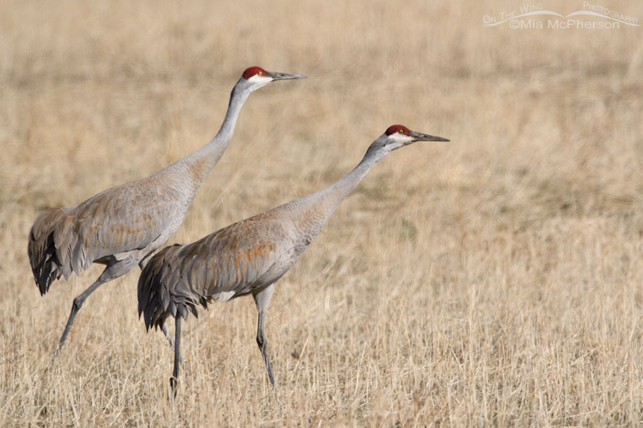 Two adult Sandhill Cranes in a field in spring, Box Elder County, Utah