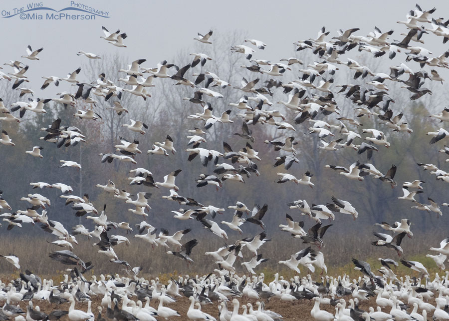 Snow Geese on the wing at Sequoyah NWR, Sequoyah National Wildlife Refuge, Oklahoma