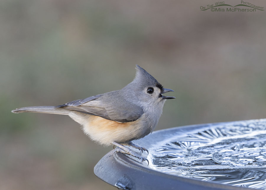 Tufted Titmouse at an icy birdbath in Arkansas, Sebastian County