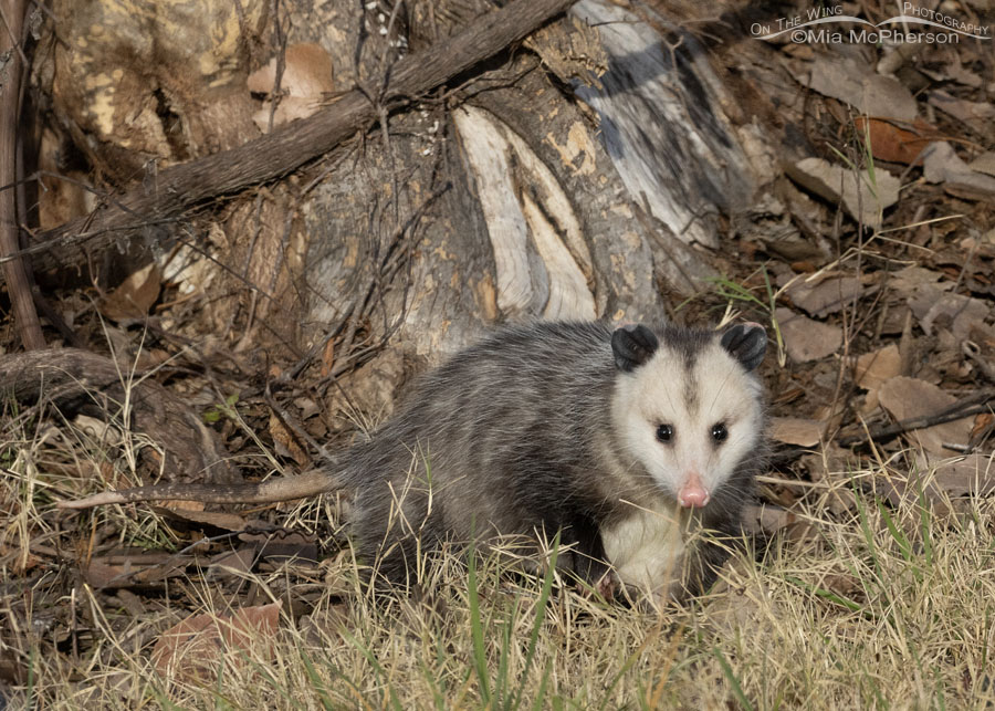 Virginia Opossum at Sequoyah National Wildlife Refuge, Oklahoma