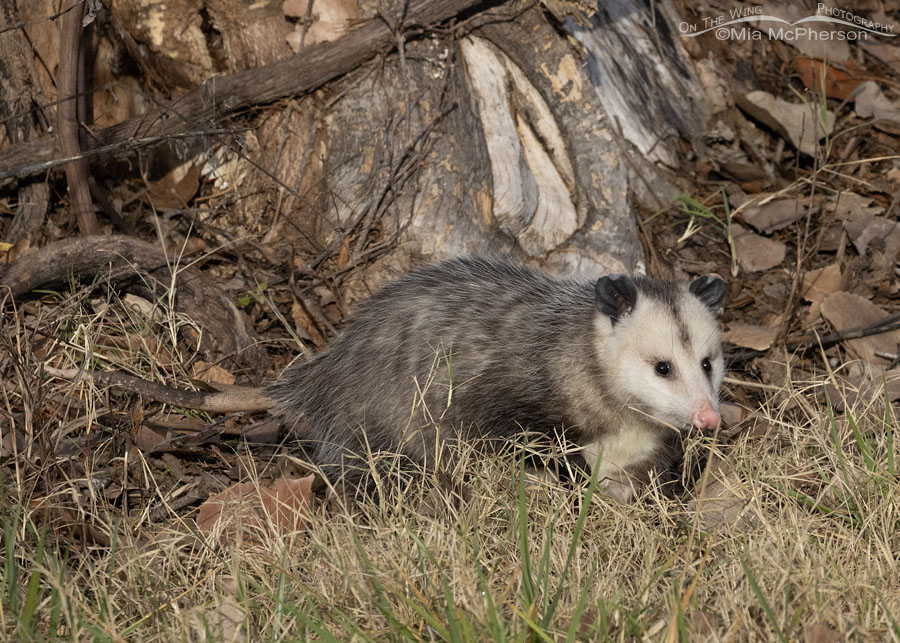 Fall Virginia Opossum at Sequoyah NWR, Sequoyah National Wildlife Refuge, Oklahoma