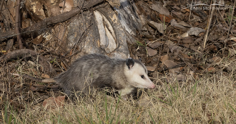 Virginia Opossum walking near a road, Sequoyah National Wildlife Refuge, Oklahoma