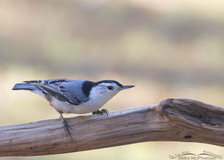 Late fall White-breasted Nuthatch in Arkansas, Sebastian County