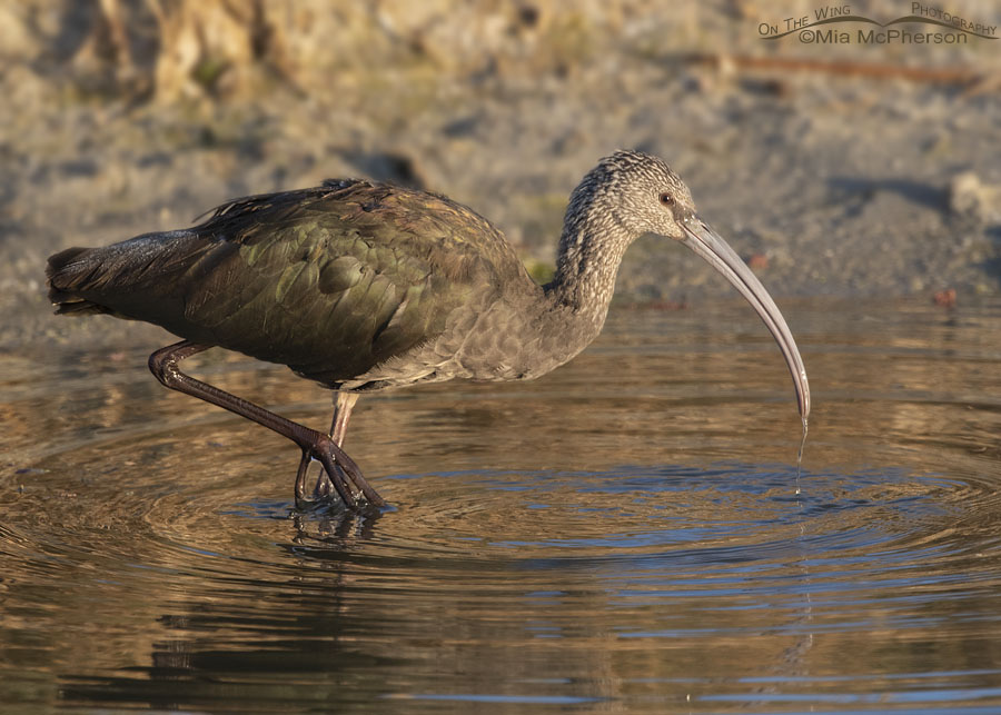 White-faced Ibis with frost on its tail, Farmington Bay WMA, Davis County, Utah