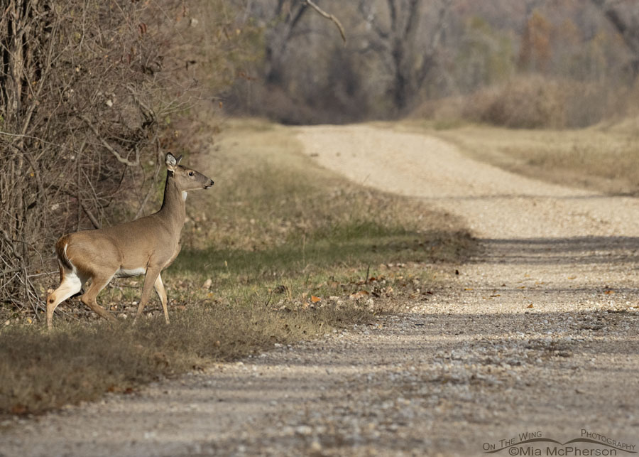 White-tailed Deer doe being chased to the edge of the road, Sequoyah National Wildlife Refuge, Oklahoma