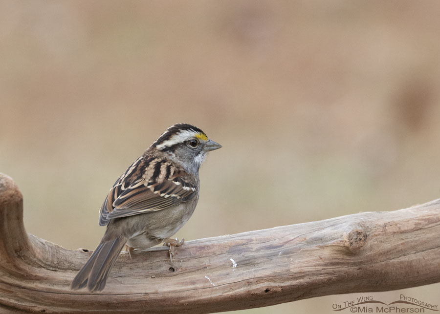 White-throated Sparrow on a driftwood perch, Sebastian County, Arkansas