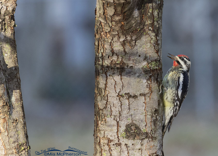 Male Yellow-bellied Sapsucker in a pear tree, Sebastian County, Arkansas