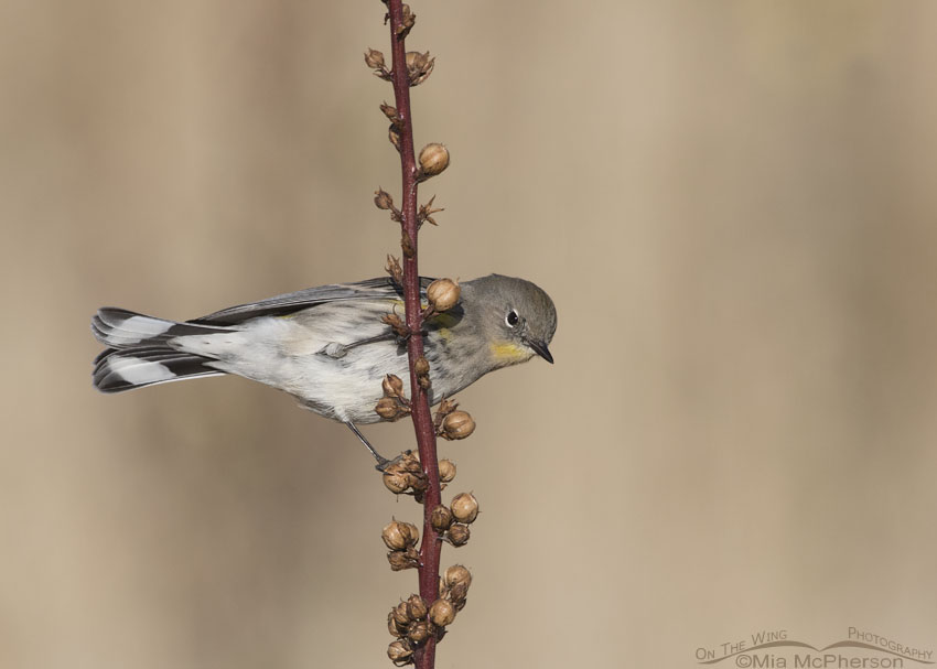 Yellow-rumped Warbler perched on Moth Mullein, Antelope Island State Park, Davis County, Utah