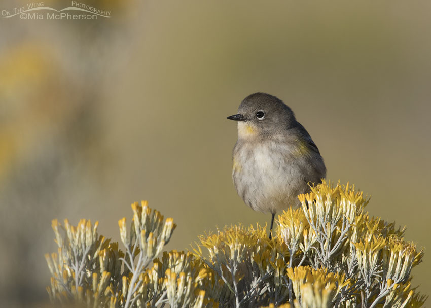 Yellow-rumped Warbler perched on blooming Rabbitbrush, Antelope Island State Park, Davis County, Utah