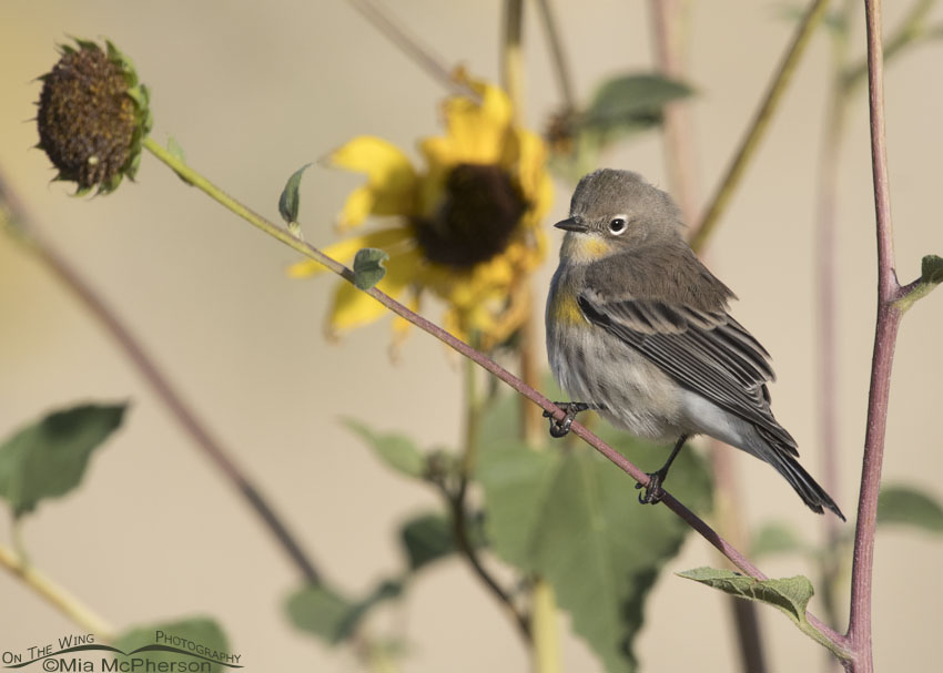 Yellow-rumped Warbler perched on wild sunflowers, Antelope Island State Park, Davis County, Utah