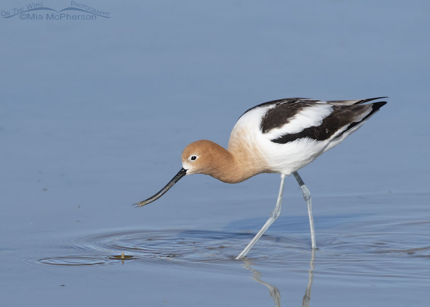 Foraging American Avocet in breeding plumage, Bear River Migratory Bird Refuge, Box Elder County, Utah