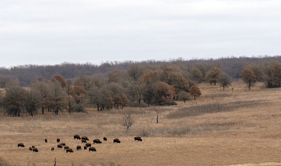 American Bison herd on a cloudy New Year's Eve, Joseph H. Williams Tallgrass Prairie Preserve, Osage County, Oklahoma