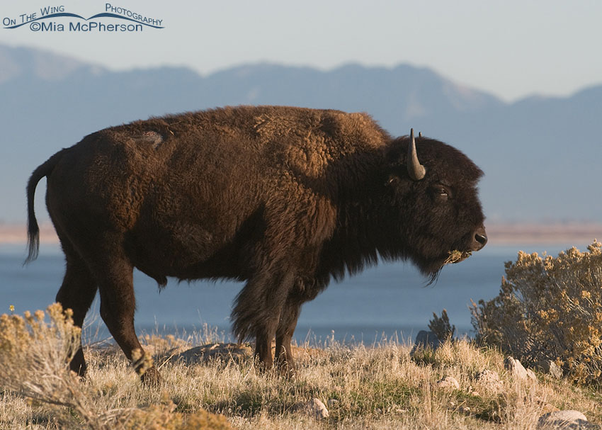 Bison in front of the Wasatch Range, Antelope Island, Utah