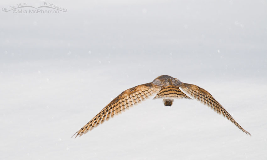 American Barn Owl butt shot, Farmington Bay WMA, Davis County, Utah